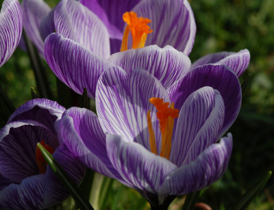 Krokus-Palmengarten.jpg