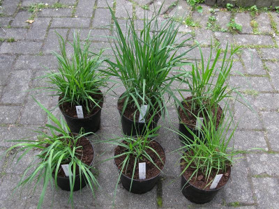 Molinia caerulea Wildformen Vergleich I.jpg