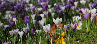 Krokuswiese-Palmengarten.jpg