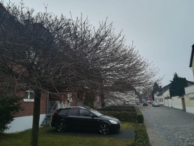 KugelAhorn2.jpeg