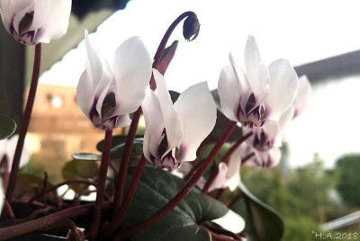 Cyclamen coum18-03-15.jpg