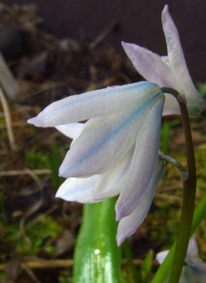 Scilla_mischtschenkoana_07-01.jpg