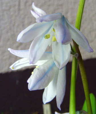 Scilla_mischtschenkoana_07-02.jpg