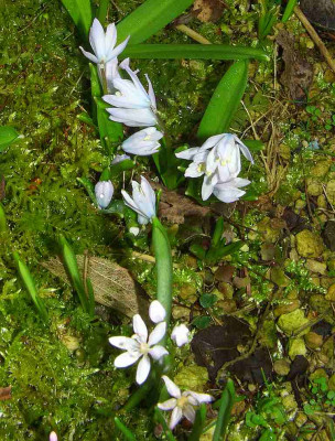 Scilla_bifolia_alba_und_Scilla_mischtschenkoana.jpg