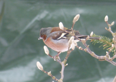 2018-03-17 Gartenvögel Buchfink 1.jpg