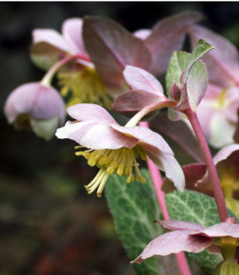 Helleborus_x_sternii_60011.jpg