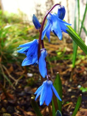 Scilla_sibirica_ssp._caucasica.jpg