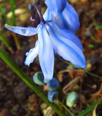 Scilla_x_sibrose.jpg