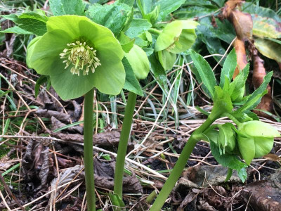helleborus_gruen3_18.JPG