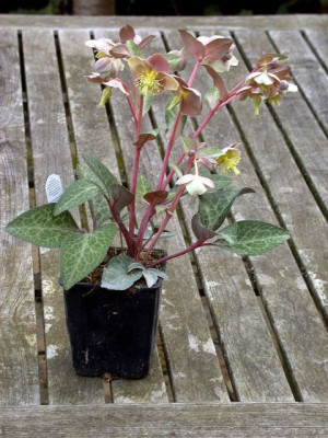 Helleborus_x_sternii_10012.jpg