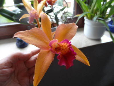 cattleya.JPG
