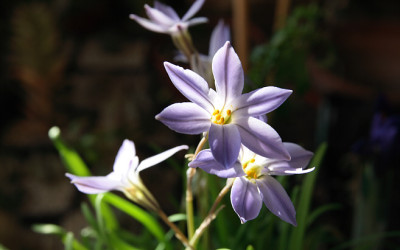 St_Ipheionuni02072.jpg