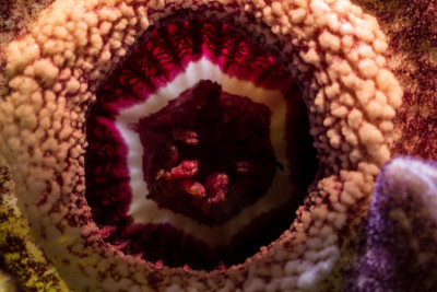 Asarum sp. innen.jpg