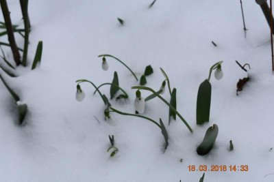 Frühling 004.JPG