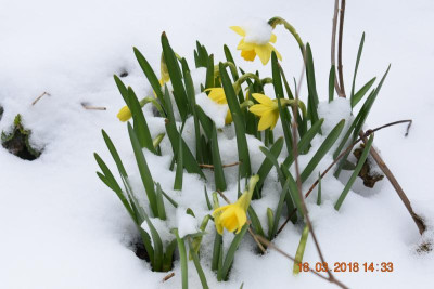 Frühling 005.JPG