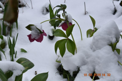 Frühling 003.JPG