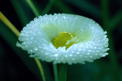 Bellis_1_04-03-2007.jpg