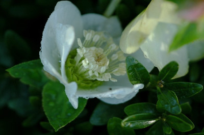 Helleborus_Wilgenbroek_1_04-03-2007.jpg