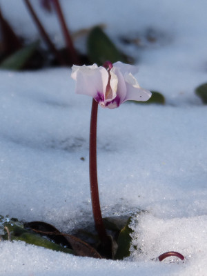 2018-03-18 Cyclamen coum.jpg