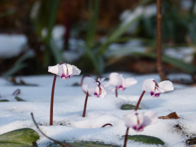 2018-03-18 Gartenimpressionen 1.jpg