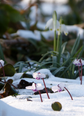 2018-03-18 Gartenimpressionen 2.jpg