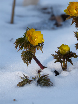 2018-03-18 Gartenimpressionen 3.jpg