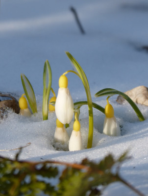 2018-03-18 Gartenimpressionen 7.jpg