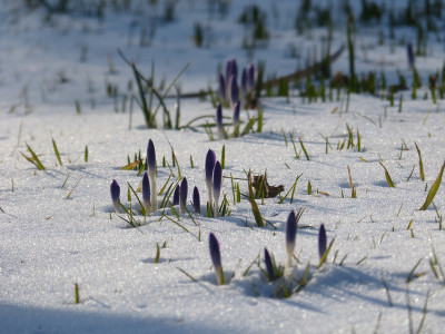 2018-03-18 Gartenimpressionen 8.jpg
