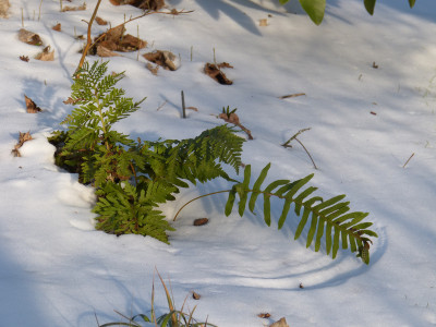 2018-03-18 Gartenimpressionen 6.jpg