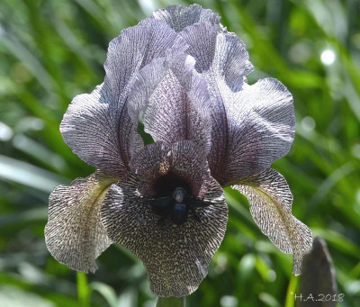 damascenahybrid 18-03-19.jpg