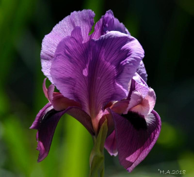 Iris mariae_18-03-19.jpg