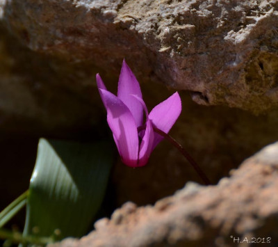 Cyclamen rhodium ssp._ 18-03-19.jpg