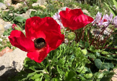 Ranunculus asiaticus_2_18-03-18.jpg