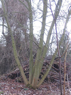 Aesculus_hippocastanum_fars.jpg