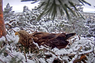 Seeadler 20.03.18.PNG
