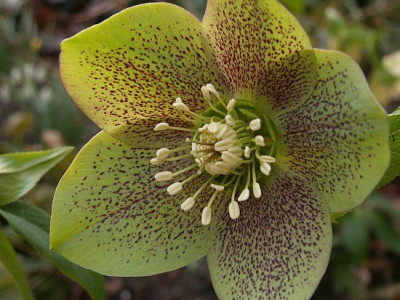 gruene-Helleborus-03-07.jpg