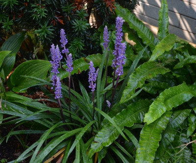 Liriope_muscari-Moneymaker.17-2.jpg