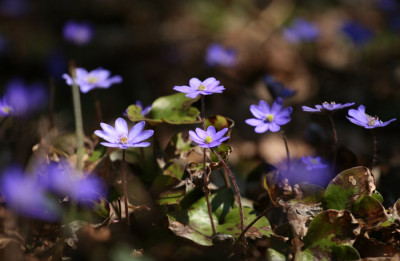 Hepatica.Nat.-4.jpg