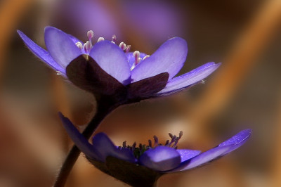 Hepatica-Nat.-6.jpg