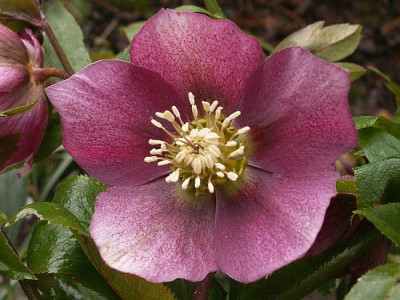 rote-Helleborus-mit-Punkten.jpg