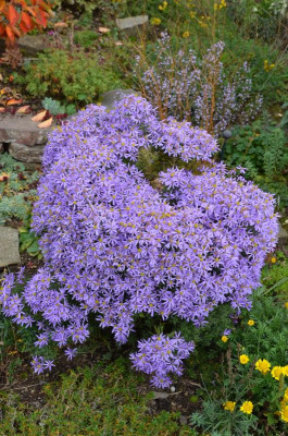 Aster_sedifolius-Nanus.15-1.jpg