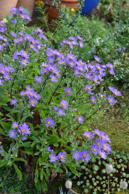 Aster_amellus-Butzemann.16-3.jpg