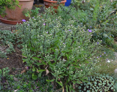 Aster_amellus-Butzemann.16-2.jpg