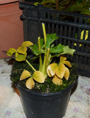 2018-03-22 Helleborus.jpg