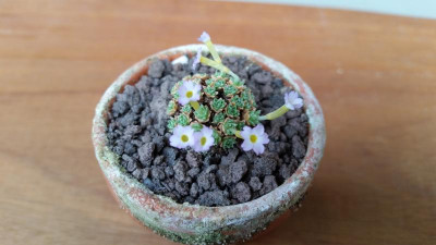 Dionysia curviflora JCA2800 pin.jpg