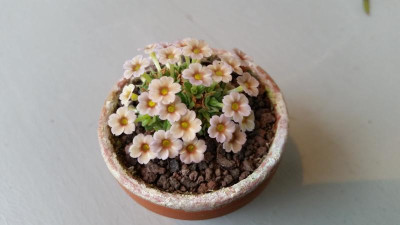 D. afganica Hybried MK 01211[1.jpg