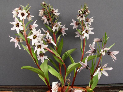 Fritillaria stenanthera 23.03.18.JPG