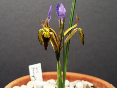 Iris pamphylica 23.03.18.JPG