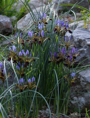 Iris pamphylica_15-02.jpg