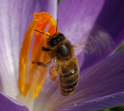 Rotor-Biene-Palmengarten-03.jpg
